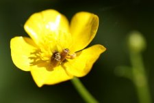 Orgie de nectar pour les coléoptères