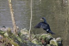 Grand cormoran-Phalacrocorax carbo