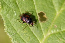 Deraeocoris ruber