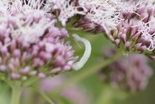 Chenille de l
