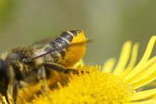 Megachilidae sp.