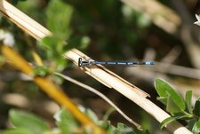 Agrion jouvencelle 