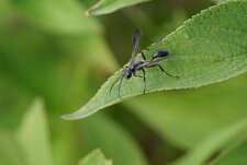 Isodontia sp. - sous réserve