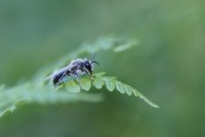 Andrena cineraria - sous réserve
