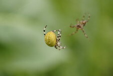 Araneus quadratus femelle - recto