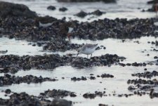 Bécasseaux sanderling - sous réserve