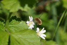 Bombyle sp. sur fleur de Stellaire