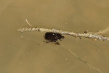 scarabée ou hanneton en train de se faire manger par une Notonecte