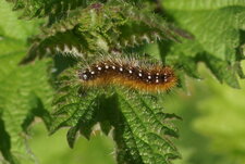Chenille d