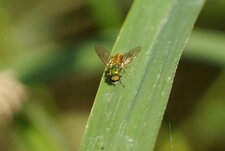 Chloromyia formosa