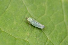 Cicadelle verte - sous réserve