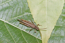 Criquet ( Caelifera )