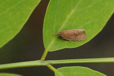 Noctuelle ?