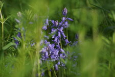 Jacinthe des bois