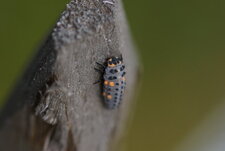 Larve de Coccinelle à 7 points - sous réserve