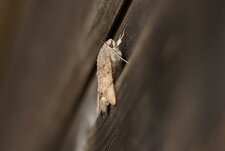 Moro sphinx