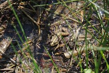 Grenouille verte