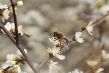 Eristale sp.