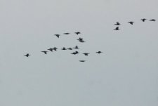 Escouade de Grands cormorans