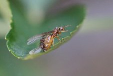 fourmis reine et mâles