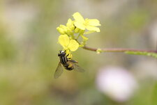 Helophilus trivittatus