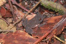 Proceratophrys sp