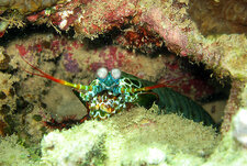 Squille (Odontodactylus scyllarus)