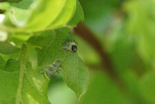 Larve de Periclista sp.