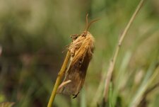 Lasiocampa quercus - sous réserve