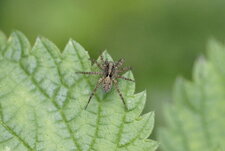 Lycosidae ou Araignée loup