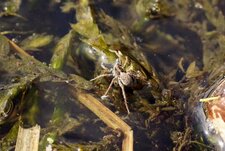 Lycosidé sp.