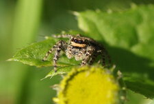 Marpissa muscosa