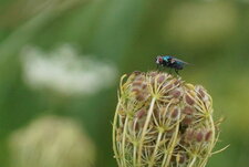 Neomyia cornicina - sous réserve
