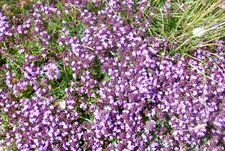 Thym serpolet