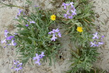 Giroflée des dunes (matthiola sinuata)