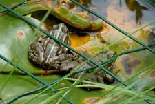 Petites grenouilles vertes 
