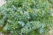 Pavot des dunes (glaucium flavum)