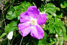 Rosier des chiens (rosa canina)