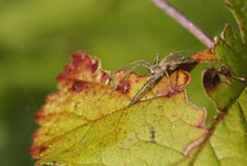 Pisaura mirabilis