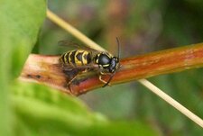 Poliste sp.