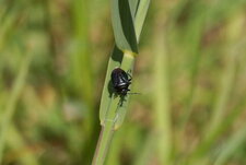 Zicrona coerulea