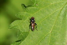 Xylota segnis