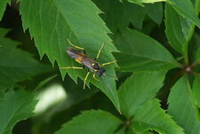 Tenthrèdo campestris - sous réserve
