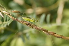 Tentrède verte