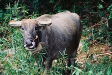Buffle - Bubalus