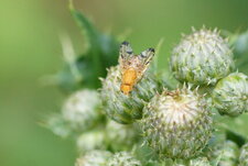 Xyphosia miliaria - sous réserve