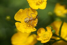Xysticus sp. Vs petit Syrphidé