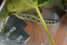 Chenille de Piéride