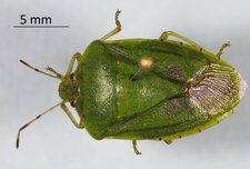 Chinavia hilaris