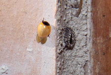 Coccinelle